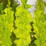 greenstar