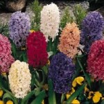 hyacinth