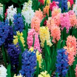 sumbul-hyacinthus